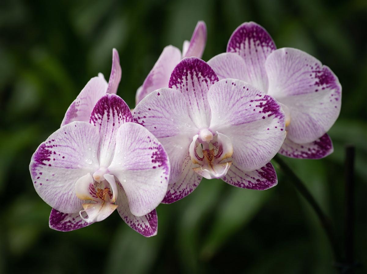蜜芽兰花视频